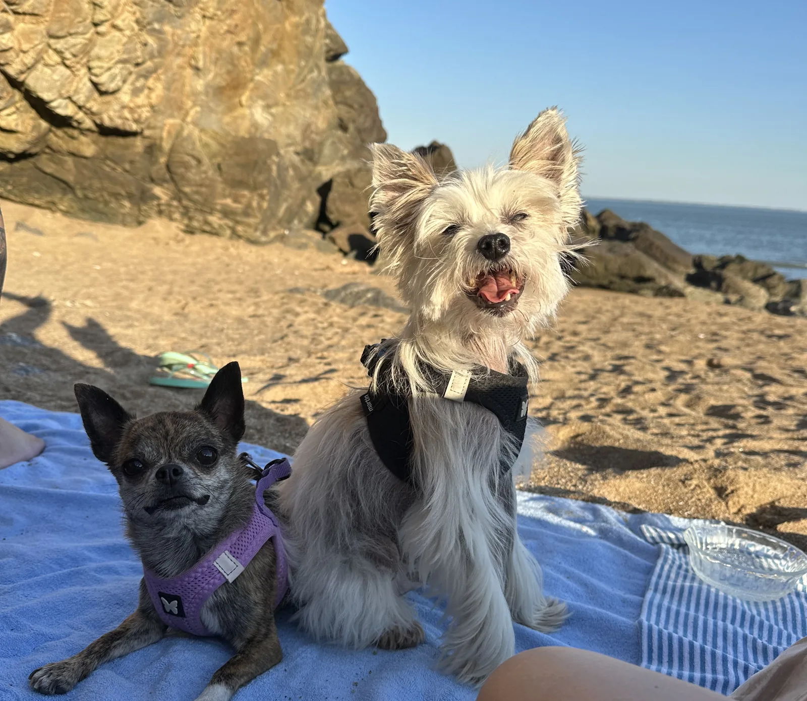 Mango et Douska, les chiens de Noémie, sur une plage de la presqu'île guérandaise