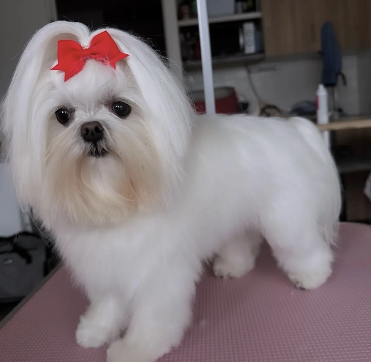 Bichon maltais blanc après coupe aux ciseaux à Guérande
