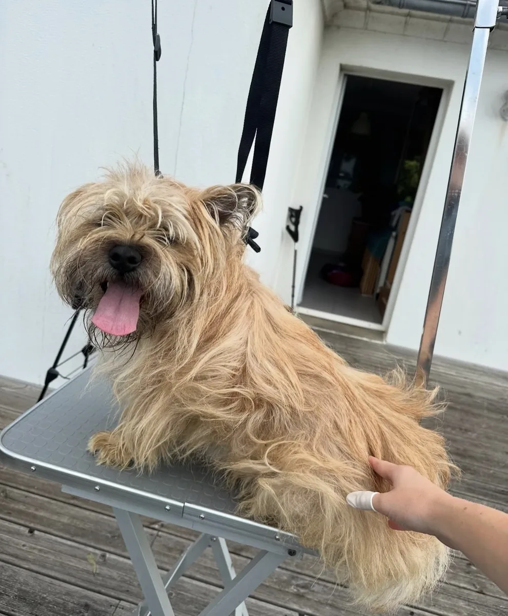 Cairn terrier avant épilation