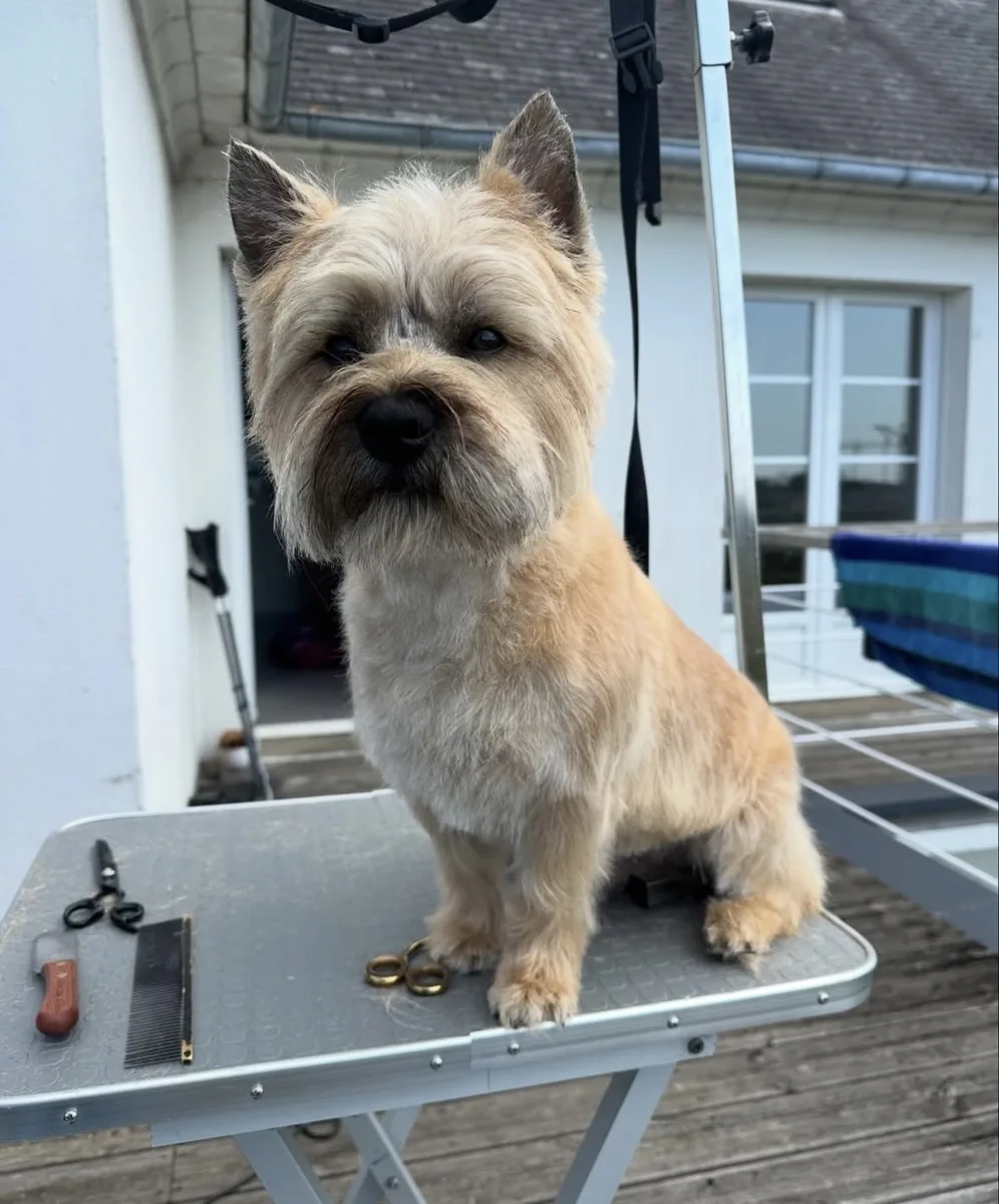 Cairn terrier après épilation, poil dur respecté