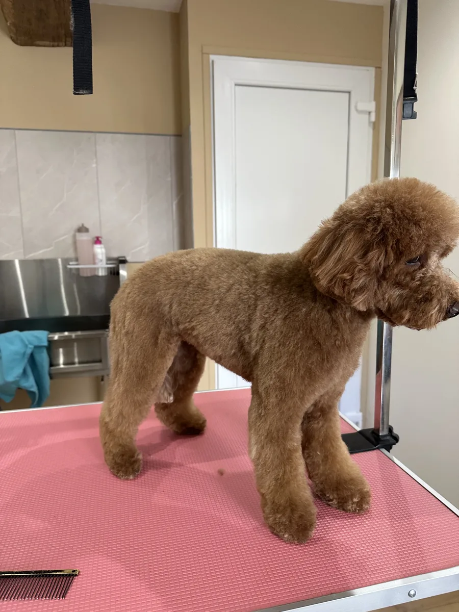 Caniche abricot après coupe aux ciseaux à Guérande