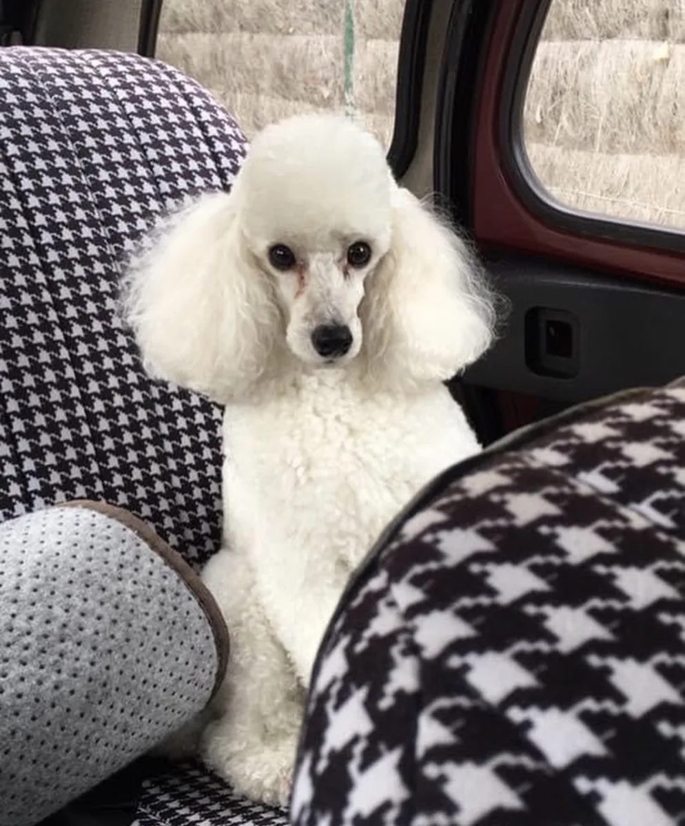 Caniche nain blanc après toilettage à Guérande