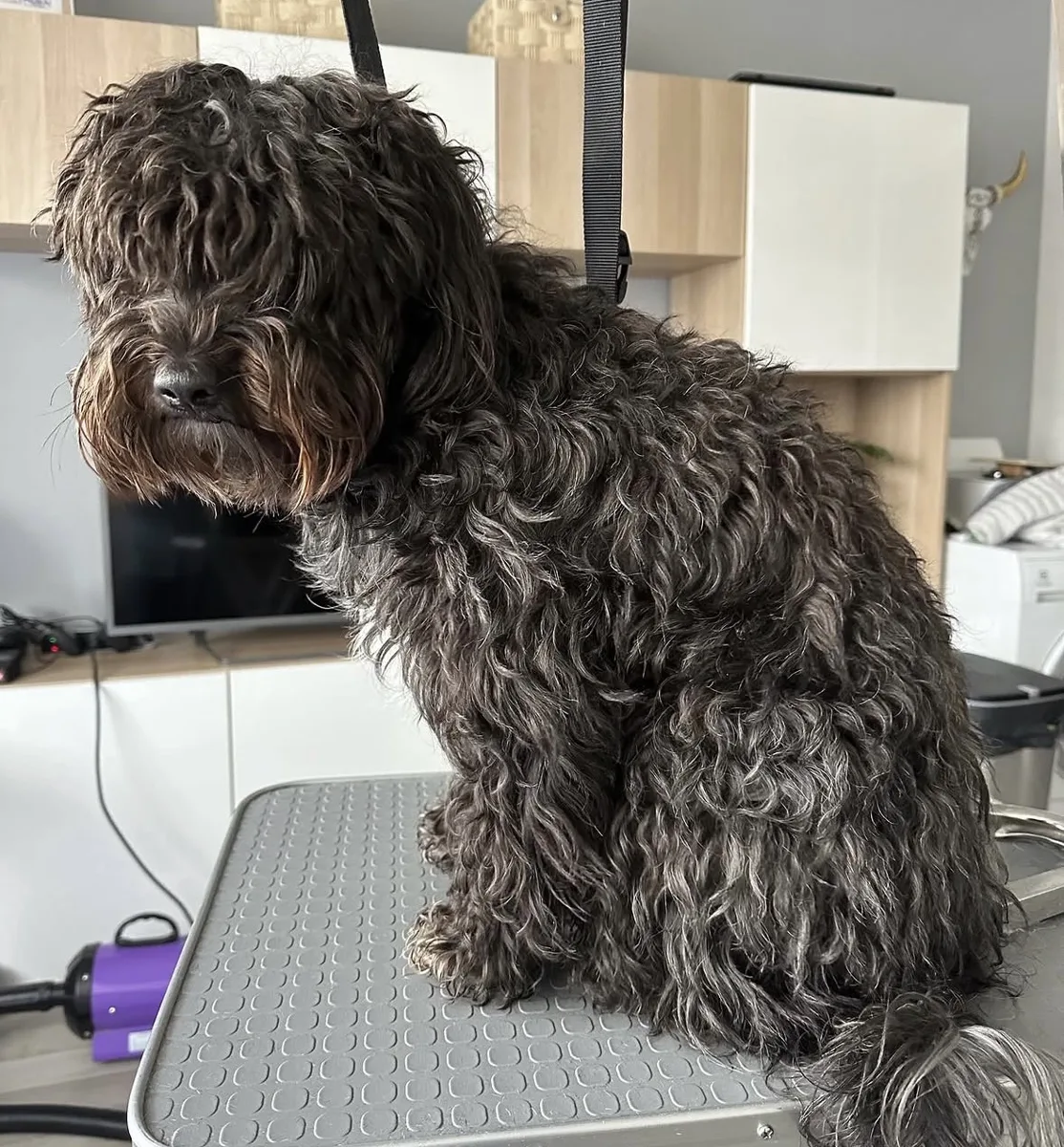 Caniche croisé noir avant toilettage