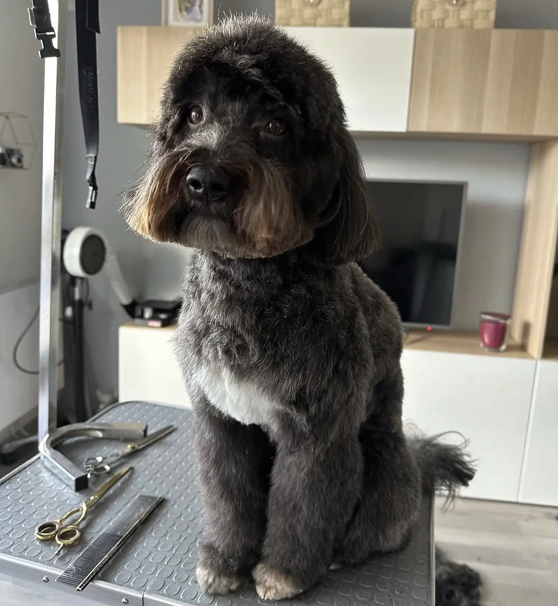 Caniche croisé noir après bain et coupe à Guérande