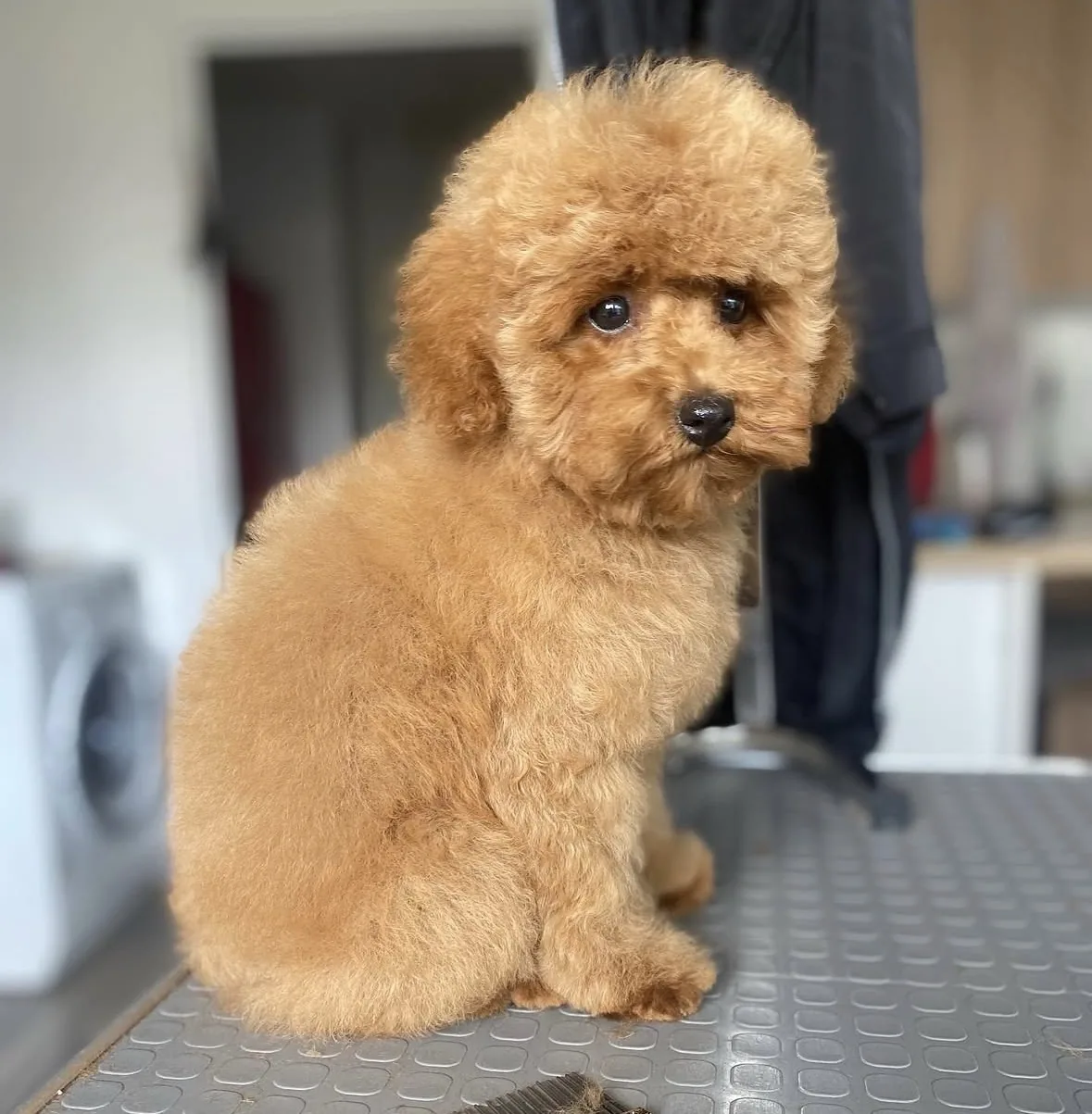 Caniche toy après une coupe chiot toute en rondeur