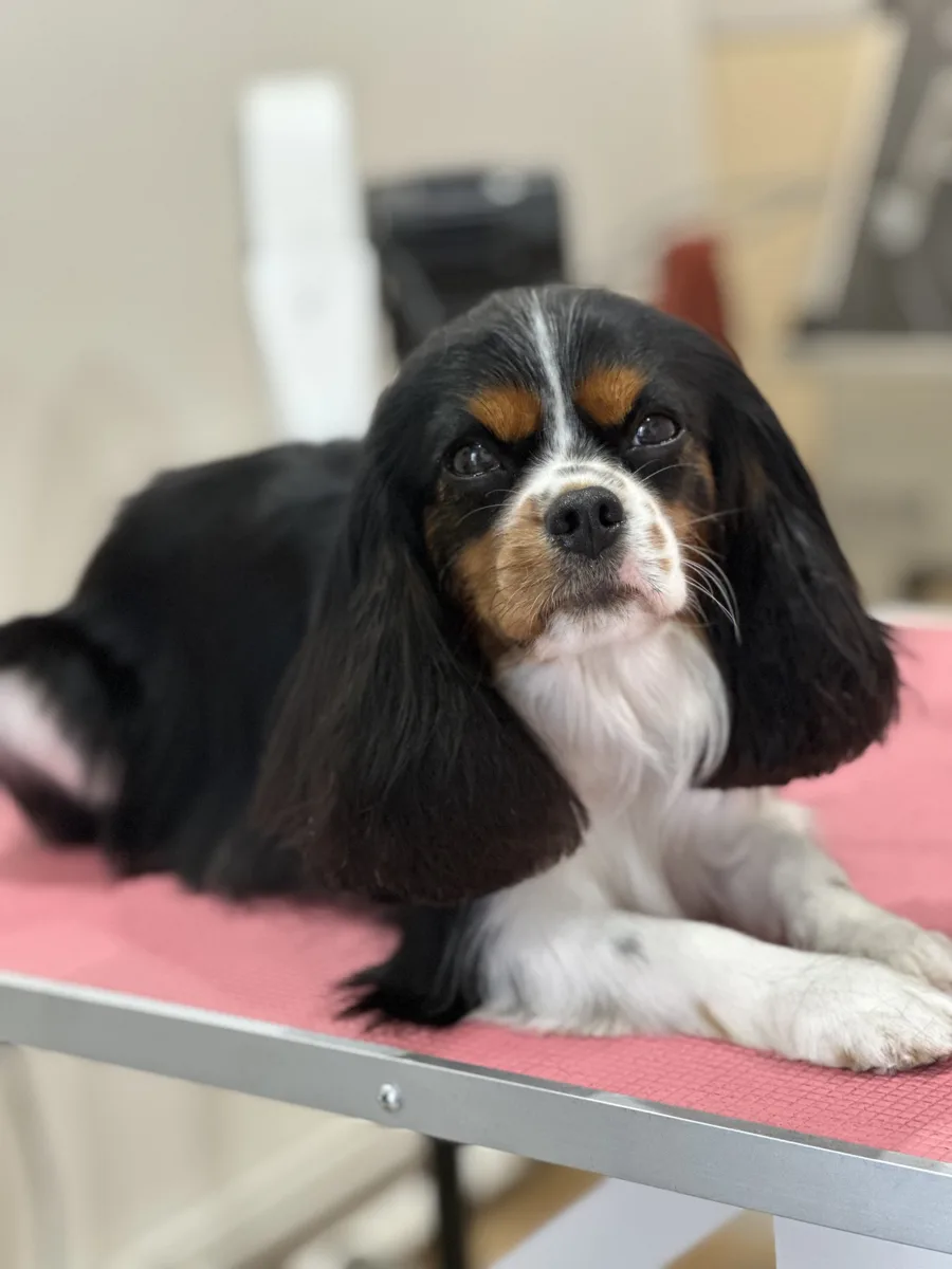 Cavalier king charles toiletté au salon de Guérande