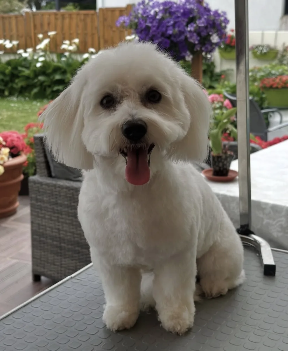Coton de Tuléar blanc toiletté, photo en extérieur