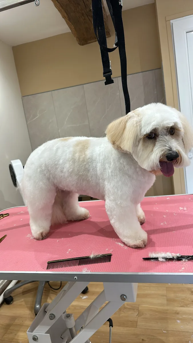 Croisé bichon blanc après toilettage à Guérande