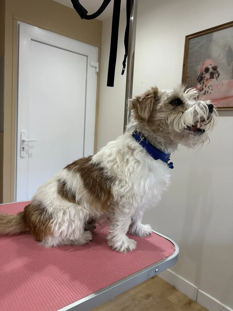 Jack russell avant épilation