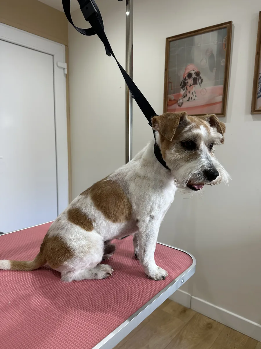 Jack russell après épilation au salon de Guérande