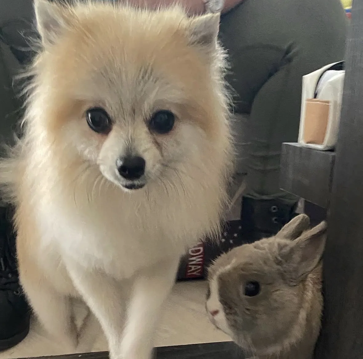 Lapin et spitz nain côte à côte après leur toilettage