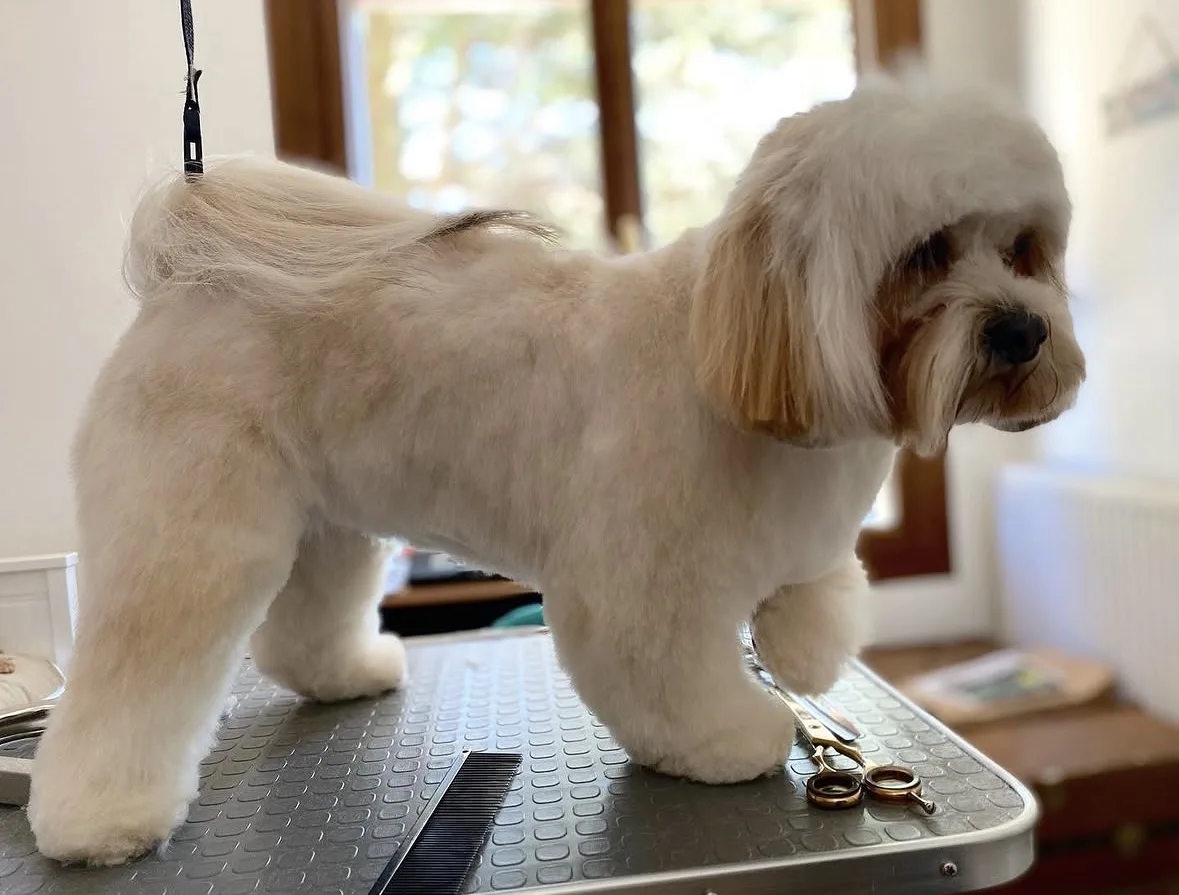 Lhassa apso crème toiletté à Guérande