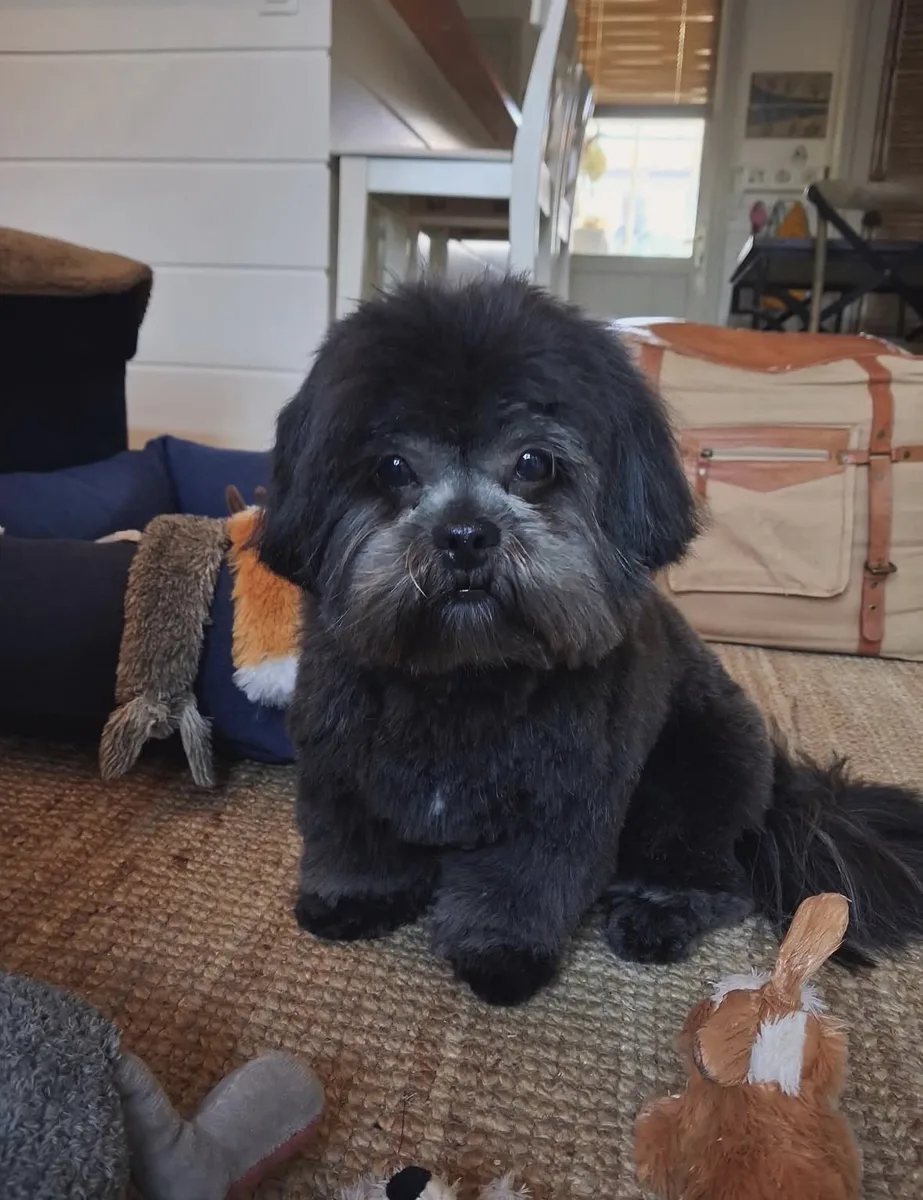 Lhassa apso noir toiletté à domicile près de Guérande