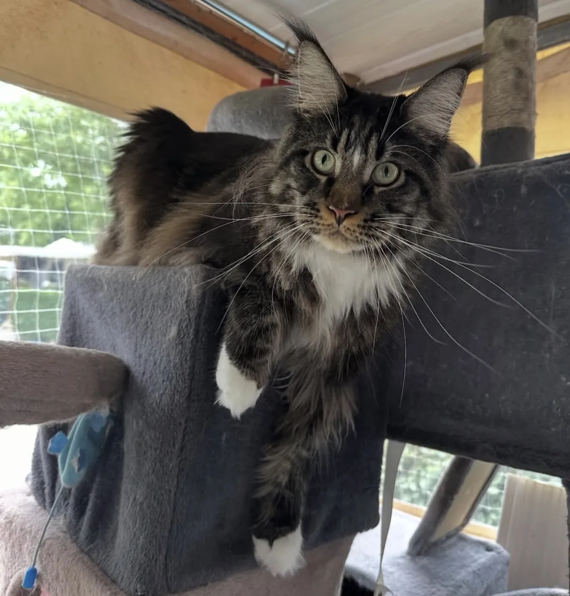Maine coon toiletté à domicile près de Guérande