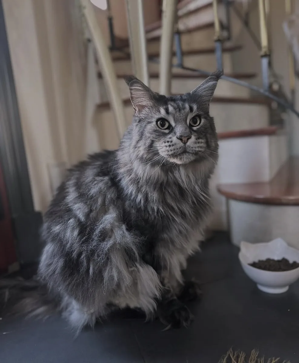 Maine coon gris marbré après démêlage à Guérande