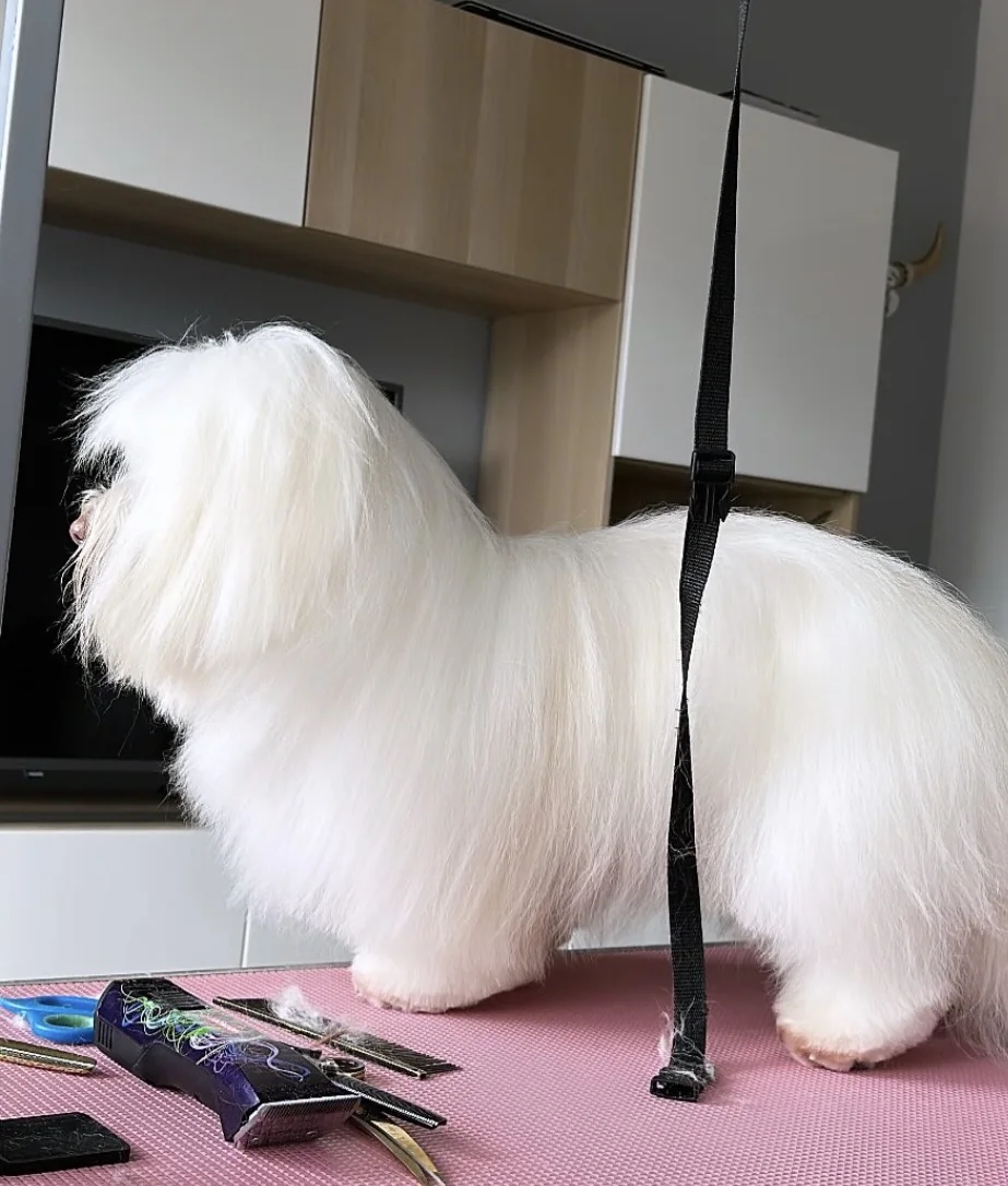 Chien blanc à poil long après un entretien complet au salon de Guérande