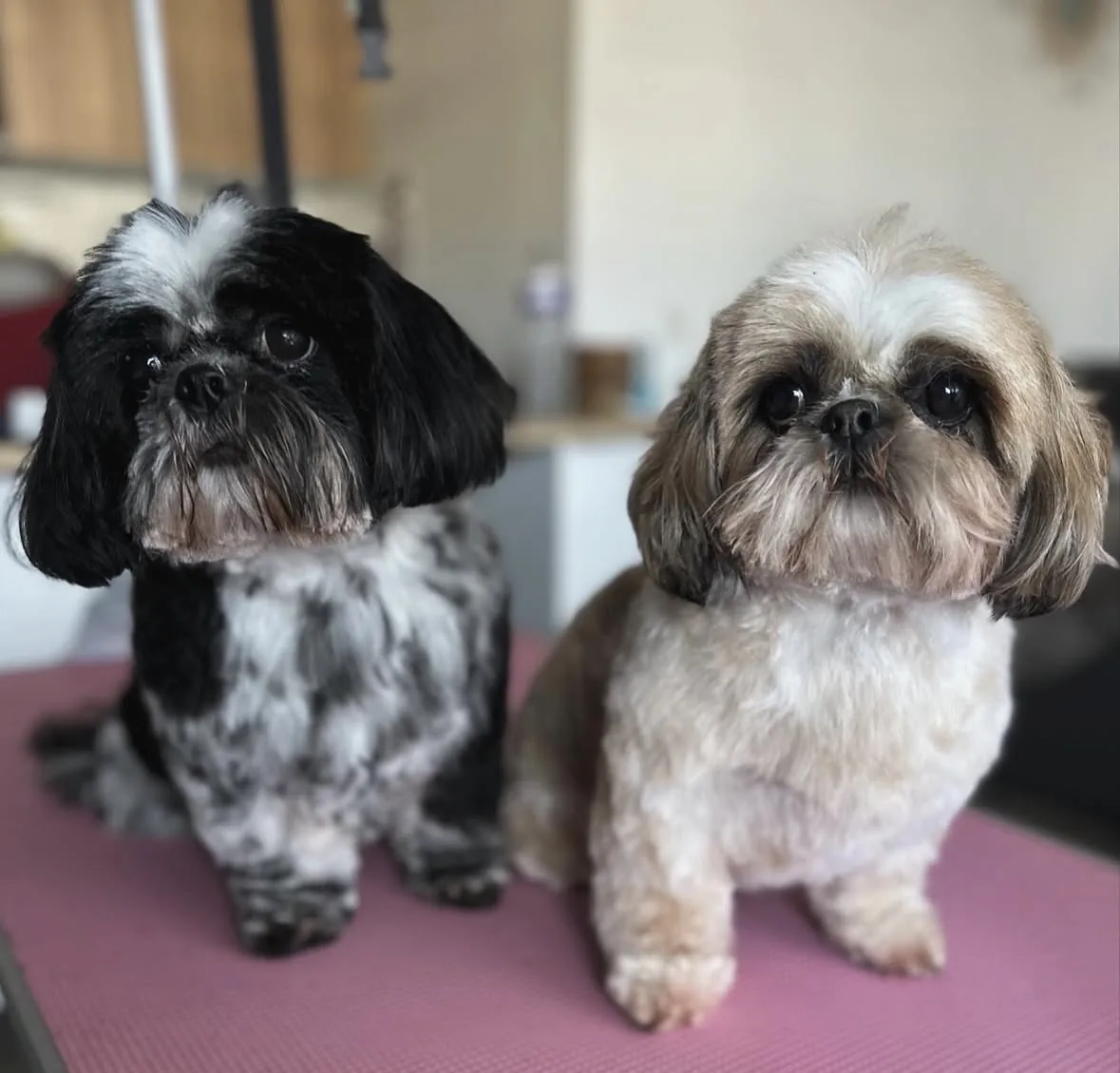 Deux shih tzus toilettés ensemble à Guérande