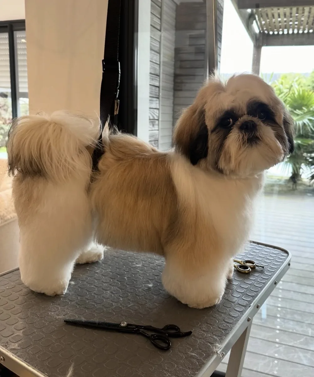 Shih tzu fauve après toilettage complet à Guérande