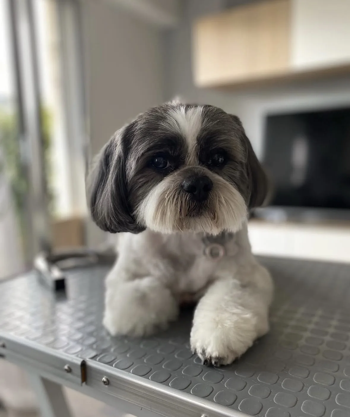 Shih tzu noir et blanc après toilettage complet à Guérande