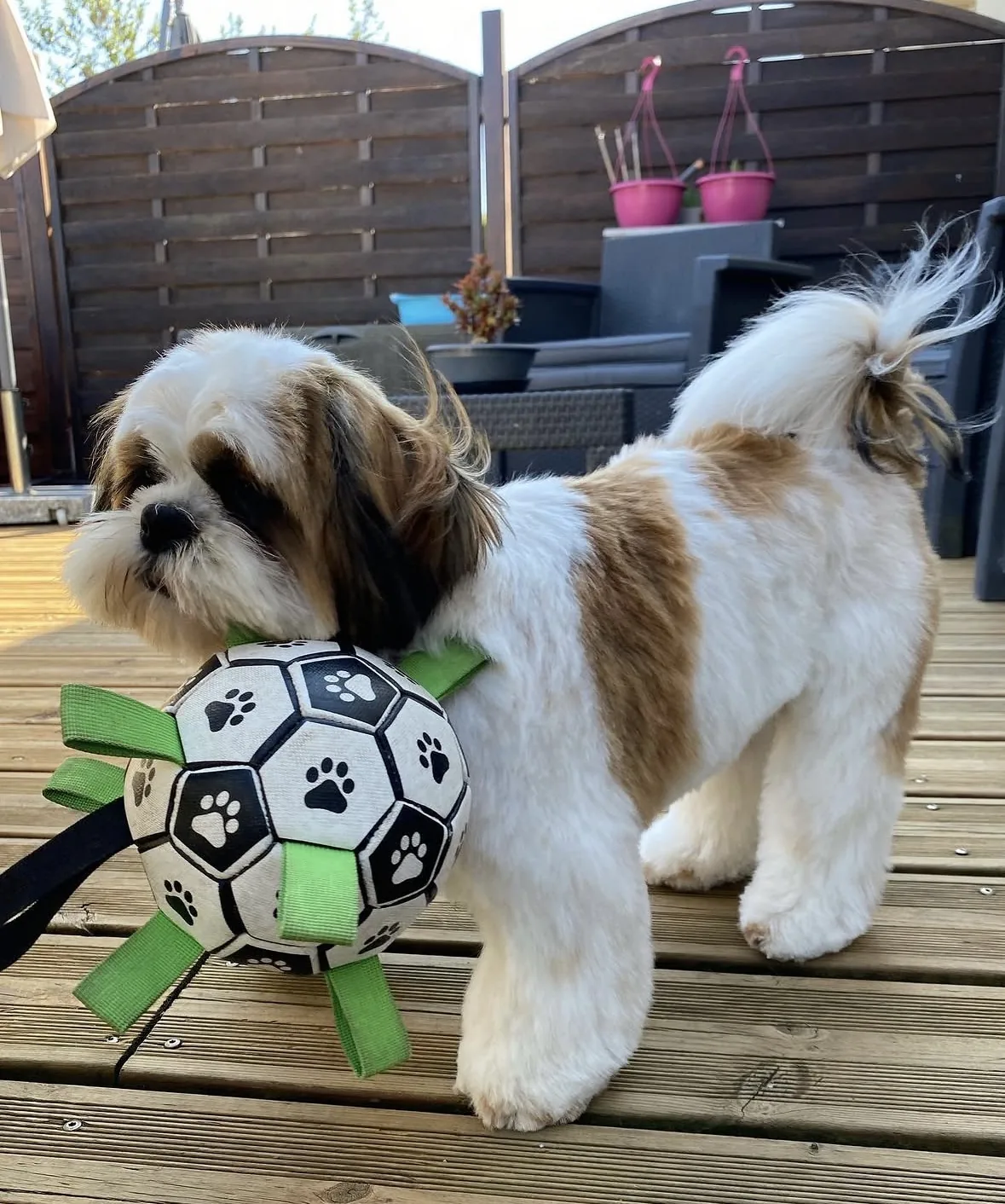 Shih tzu tricolore jouant au ballon après son toilettage
