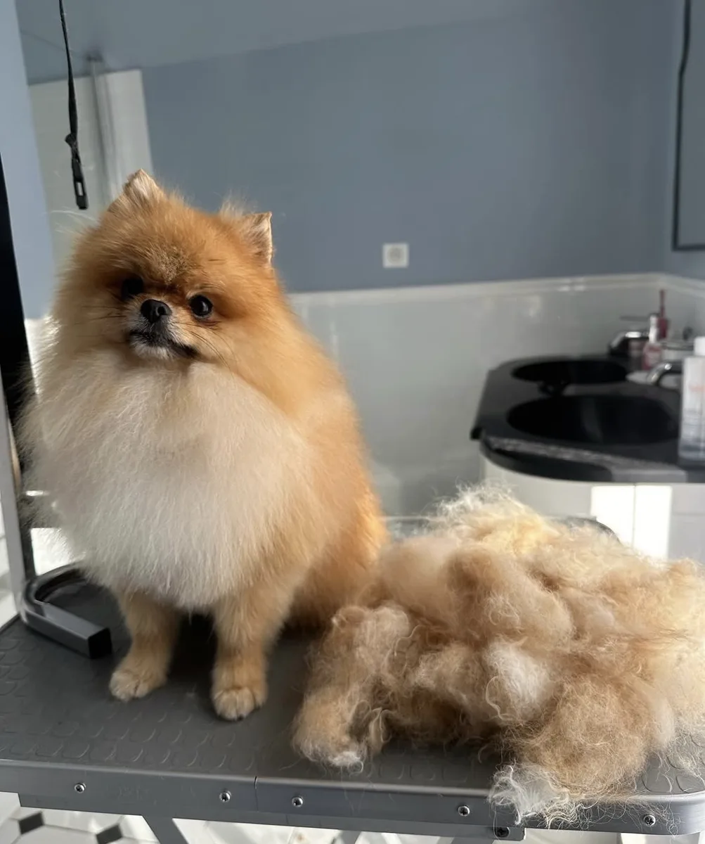 Le même spitz nain fauve après démêlage, à côté du sous-poil retiré