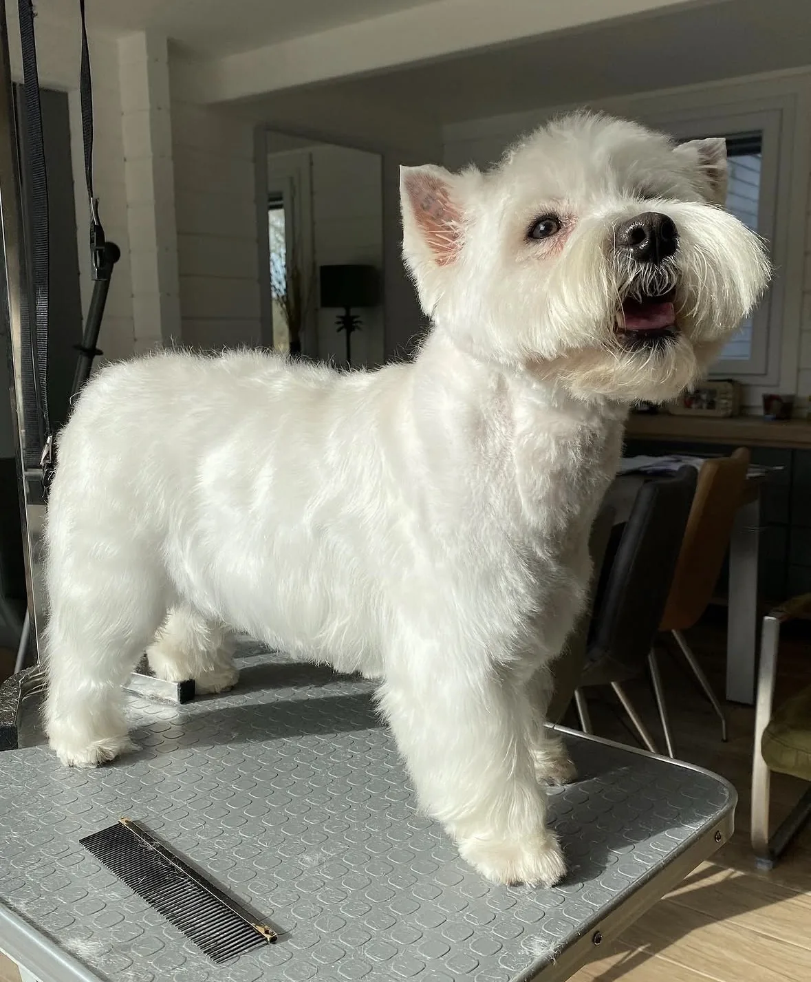 West highland white terrier après toilettage à Guérande