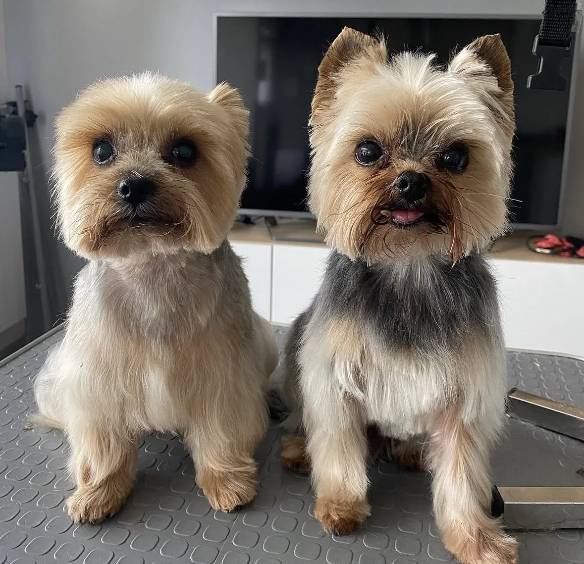 Deux yorkshires après leur toilettage à Guérande